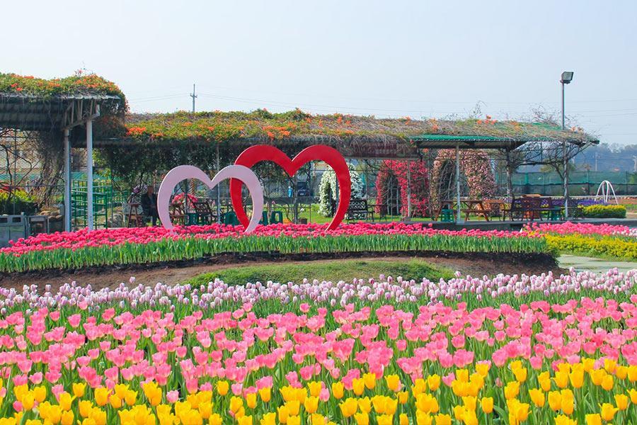 
                                                                        台中新社花海節
                                                                        
