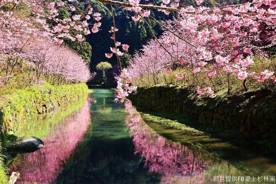 
                                                                        【毛小孩郊遊專車2日】綠色景點杉林溪園區、紅茶莊園、寵物友善溪頭米堤
                                                                        