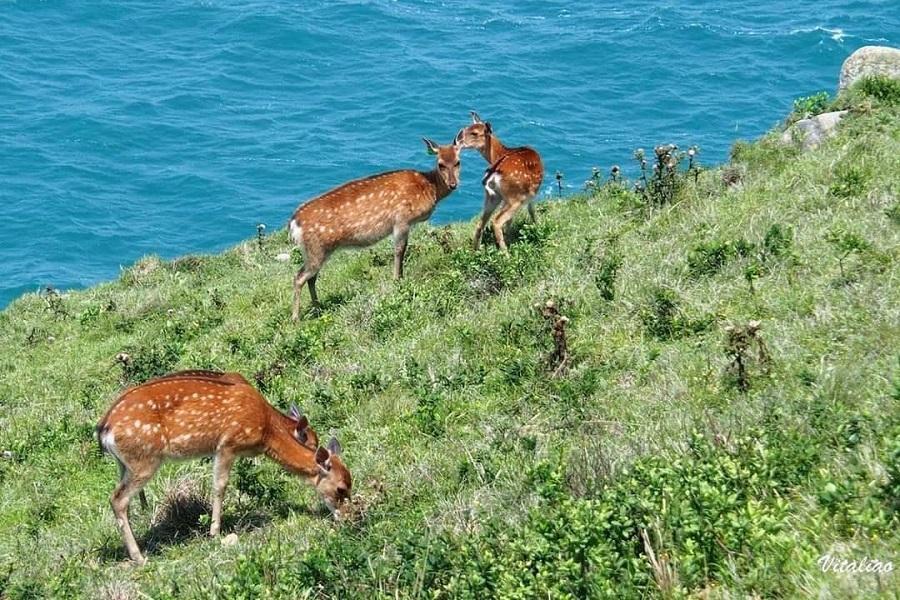 
                                                                        【大坵馬祖】芹壁聚落、梅花鹿、豪華海鮮餐三日-台中出發
                                                                        