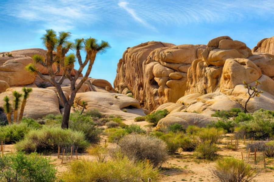 
                                                                                                                        約書亞樹國家公園 (Joshua Tree National Park)
                                                                                                                        