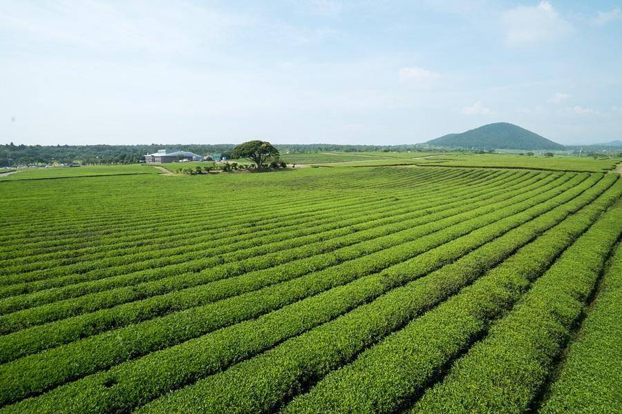 
                                                                        濟州好好玩｜史努比&小熊軟糖、山茶花之丘、足浴體驗、探訪海女村5日
                                                                        