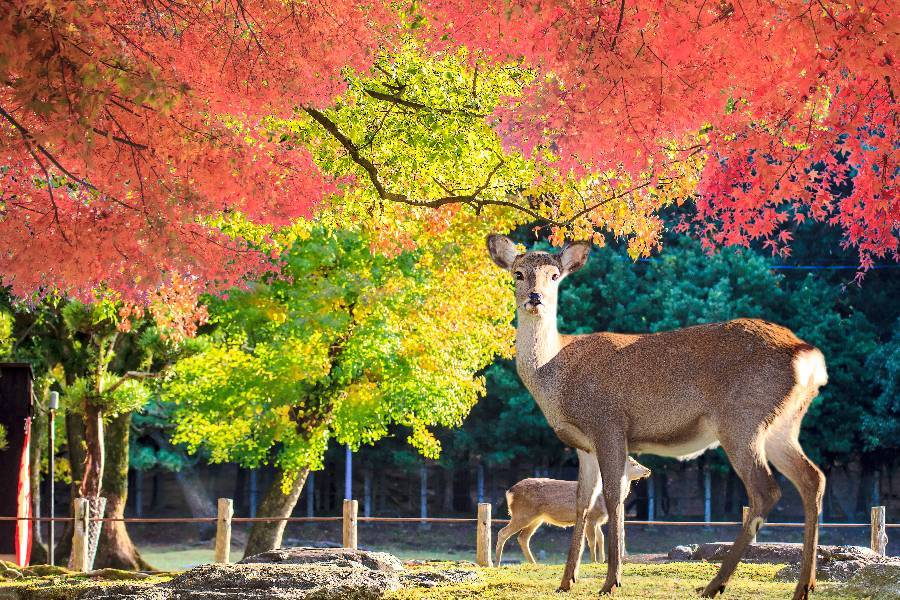 
                                                                        奈良公園
                                                                        