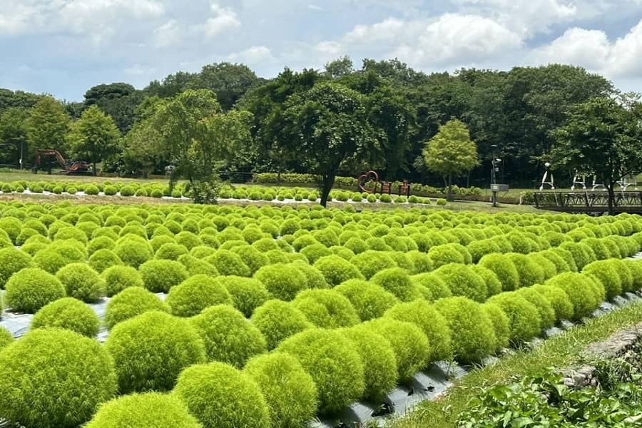 
                                                                        盛夏蘭陽～鮮採旺旺鳳梨、螃蟹冒泡湧泉、可愛抹茶波波草、冬山舊河道一日遊
                                                                        