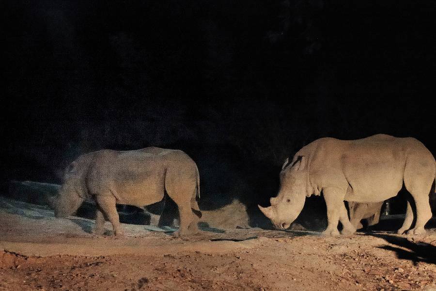 
                                                                        清邁夜間動物園
                                                                        