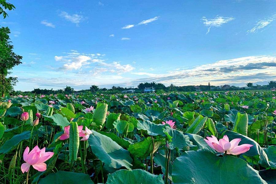 
                                                                        【白河蓮花香】夏日蓮花公園、芒果市場大採購、虱目魚一條街 一日
                                                                        