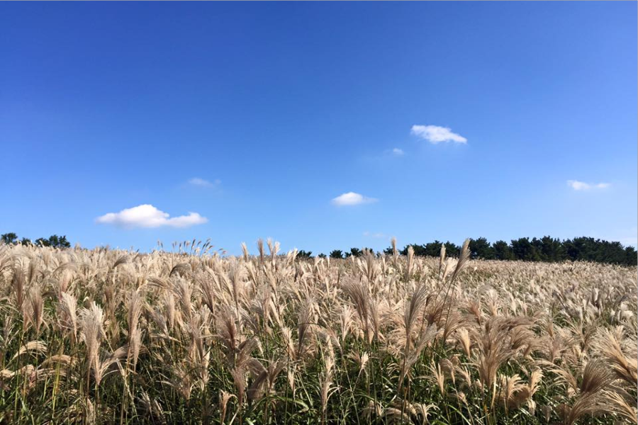 
                                                                                                        【濟州風情】鐵道自行車、水族館、海水汗蒸幕、贈雙秀、全程市區飯店5日
                                                                                                        
