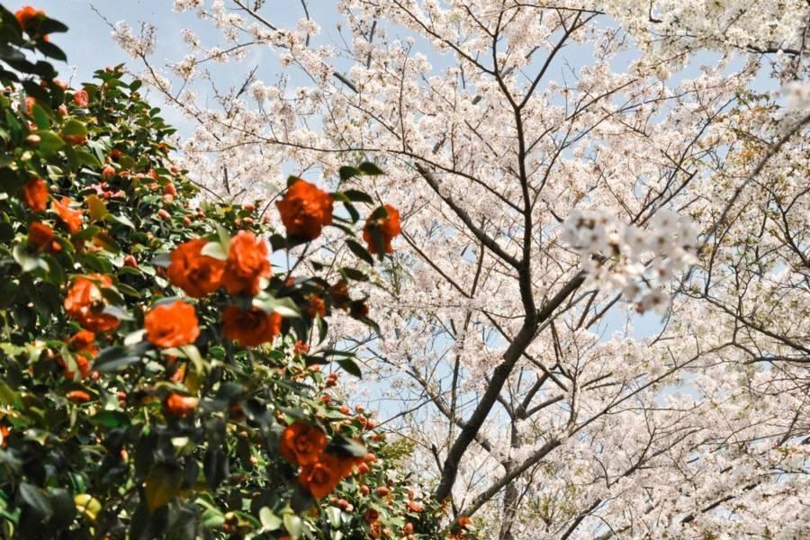 
                                                                        【濟州好好玩】史努比&小熊軟糖、山茶花之丘、足浴體驗、探訪海女村5日
                                                                        