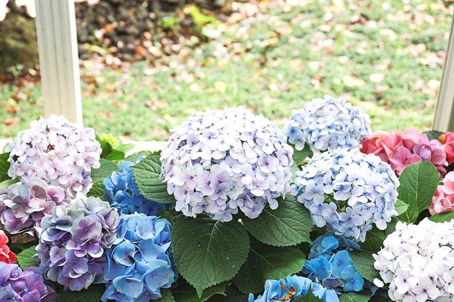 
                                                                        【初夏抗漲搶購】濟州買一送一～海景鞦韆咖啡.植物園足浴.夢幻繡球花5日
                                                                        