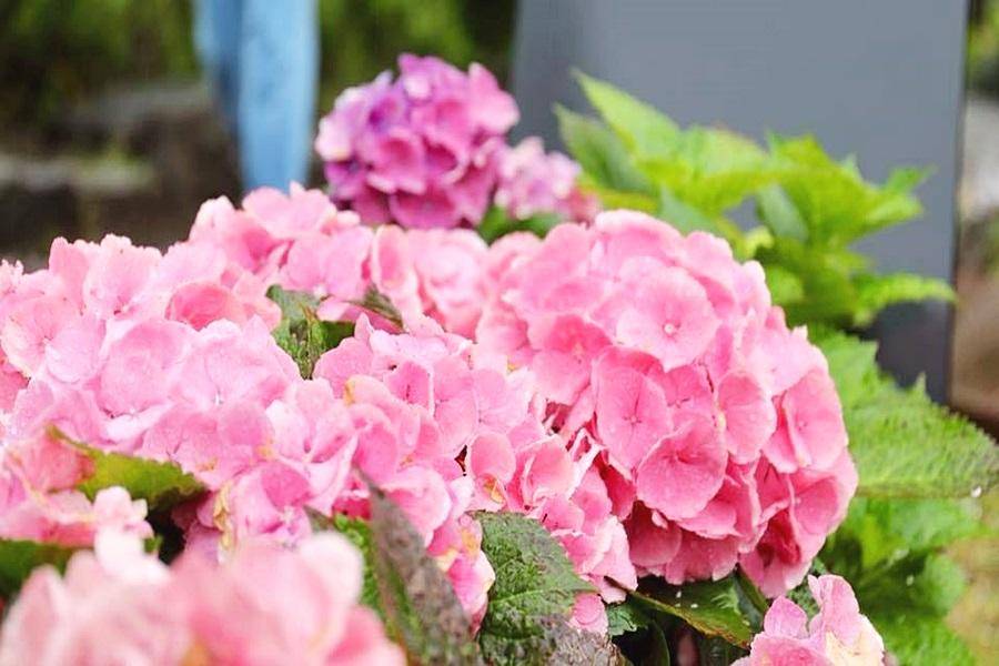 
                                                                        【歡慶65周年】濟州買一送一～海景鞦韆咖啡.植物園足浴.夢幻繡球花5日
                                                                        