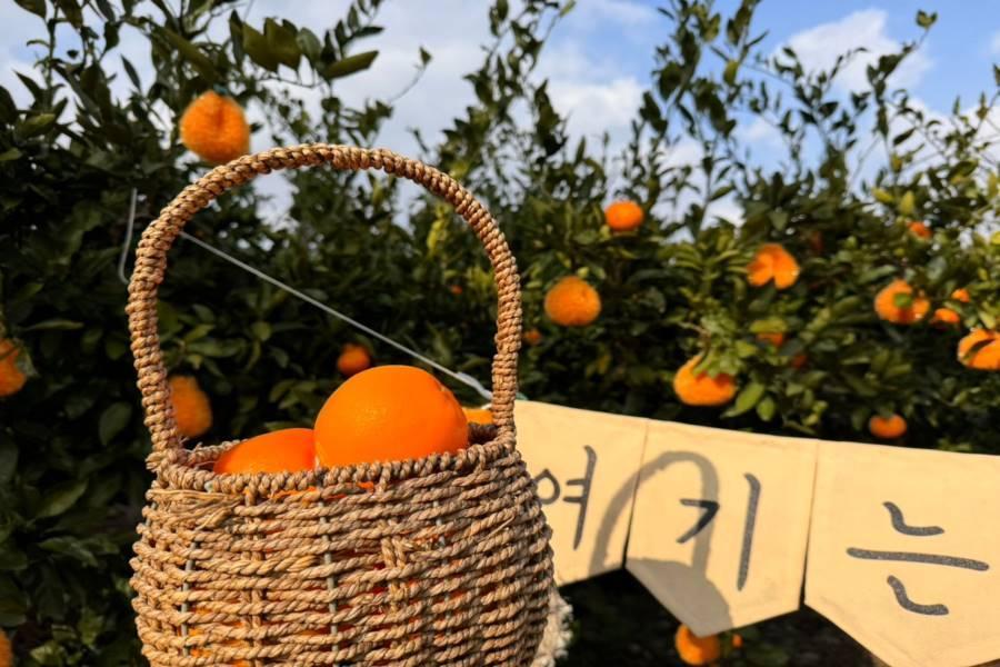 
                                                                                                        【全程市區飯店】濟州鐵道自行車、水族館、海水汗蒸幕、摩托車亂打秀5日
                                                                                                        