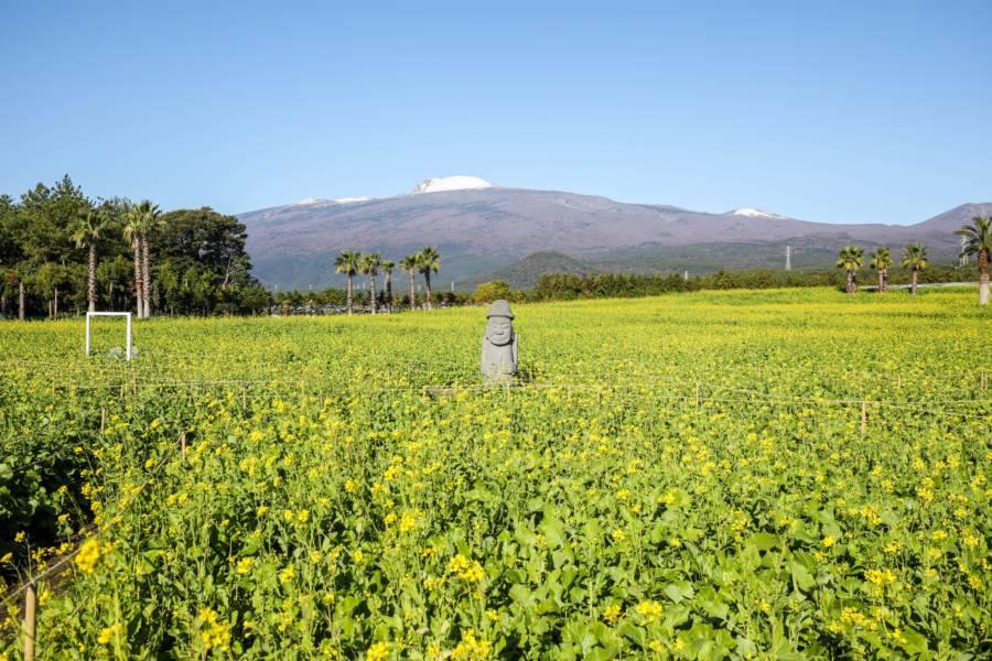
                                                                        【全程市區飯店】濟州鐵道自行車、水族館、海水汗蒸幕、摩托車亂打秀5日
                                                                        