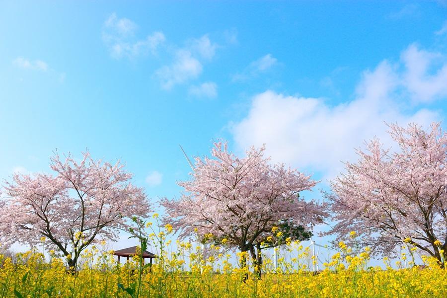 
                                                                                                        【玩瘋濟州】漢拏山楓情、萌可愛羊駝、繽紛瑞士村、海景咖啡、山君不離5日
                                                                                                        