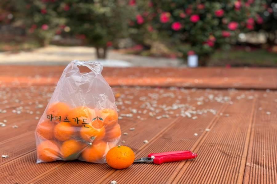 
                                                                                                        【玩濟州送小費】溪谷秘境划船.採橘體驗.跑跑卡丁車&騎馬.倫敦貝果5日
                                                                                                        