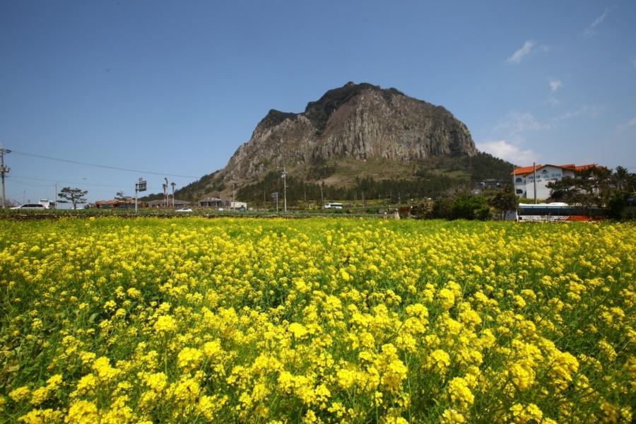 
                                                                        粉櫻濟州島~櫻花隧道.浪漫夜櫻.黃金油菜花.史努比.海女遊艇體驗5日
                                                                        
