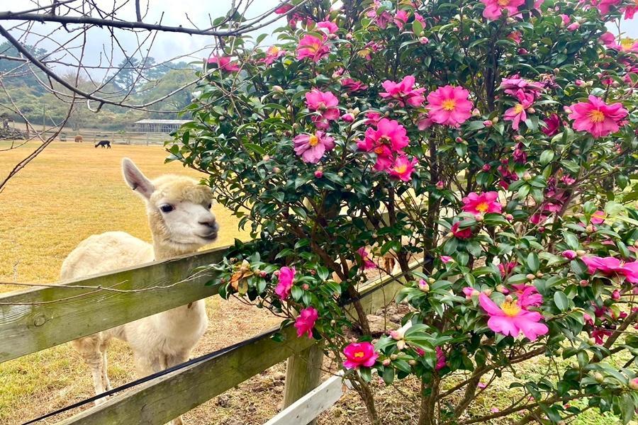 
                                                                                                        【玩瘋濟州】超萌羊駝樂園、海景咖啡廳、漢拏山1100高地、汗蒸幕5日
                                                                                                        