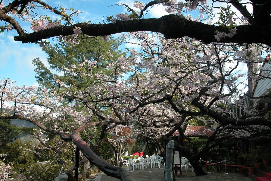 
                                                                                                        【阿里山森鐵】太平雲梯夢幻茶園、台南杏源珈琲、阿里山賓館奮起湖慢旅三日
                                                                                                        