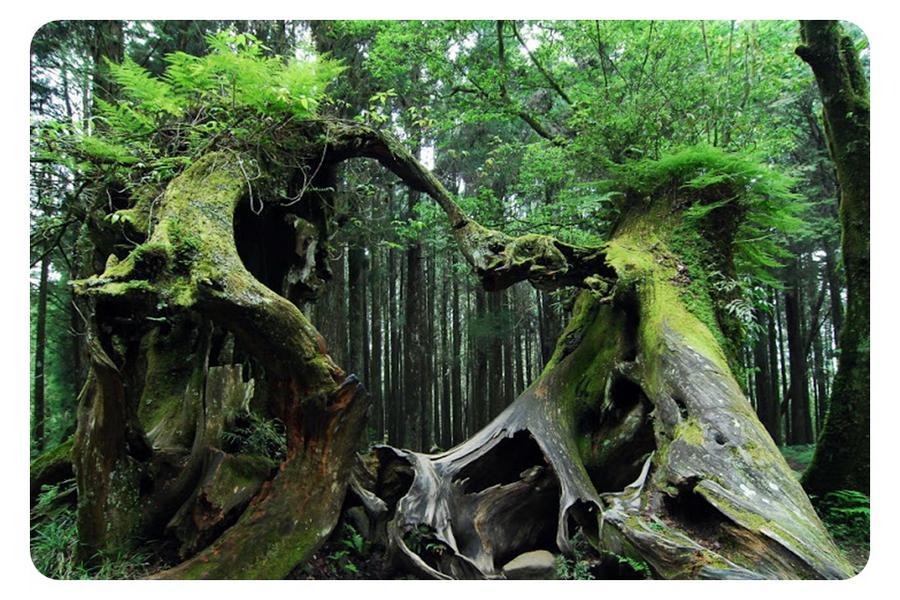 
                                                                                                        【香林神木】阿里山森林、橙色農場採果、迷霧松境水上屋、仁義湖飯店二日
                                                                                                        