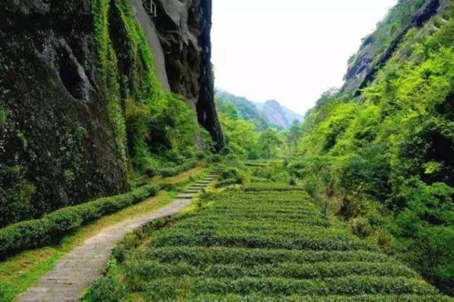 岩骨花香漫遊道