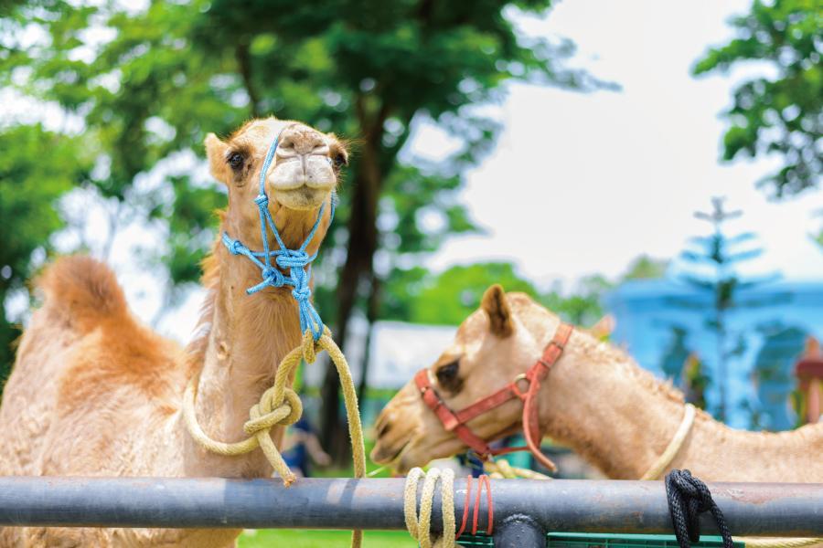 
                                                                        【馬上出發】鄉村風情芒草咖啡廳、長頸鹿吉普車、五星華欣酒店5日
                                                                        