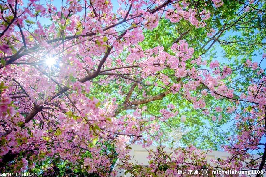 
                                                                        【駿馬迎春】炮仗花秘境、百年古蹟蓮華寺、新竹公園麗池畔賞櫻一日
                                                                        