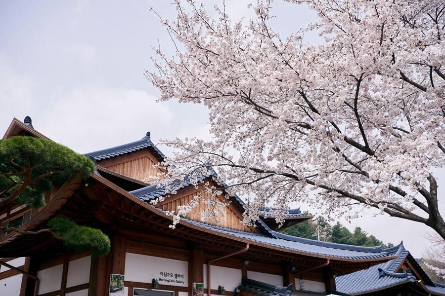 
                                                                        韓國晨靜樹木園
                                                                        