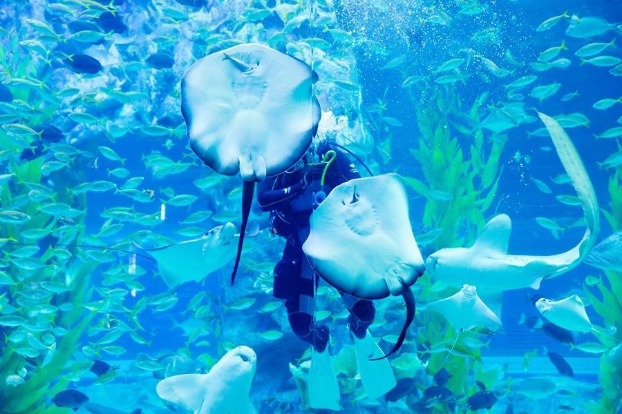 
                                                                                                        【獨家升等市區2晚】 韓服遊古宮、樂天世界、水族館、晨靜樹木園5日
                                                                                                        