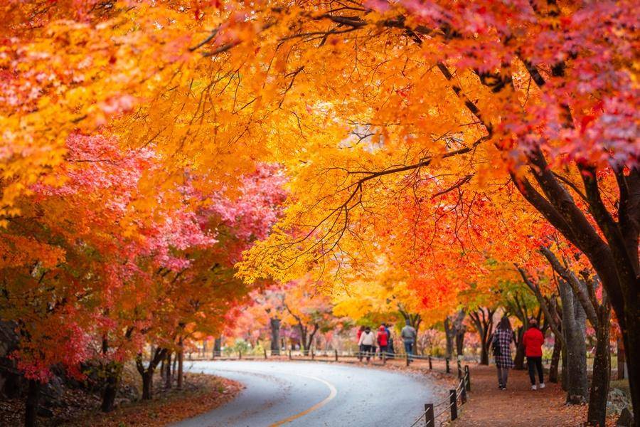 
                                                                        【楓紅五星】內藏山雞籠山雙楓遊、全州韓服遊韓屋、通仁市場美食探索5日
                                                                        