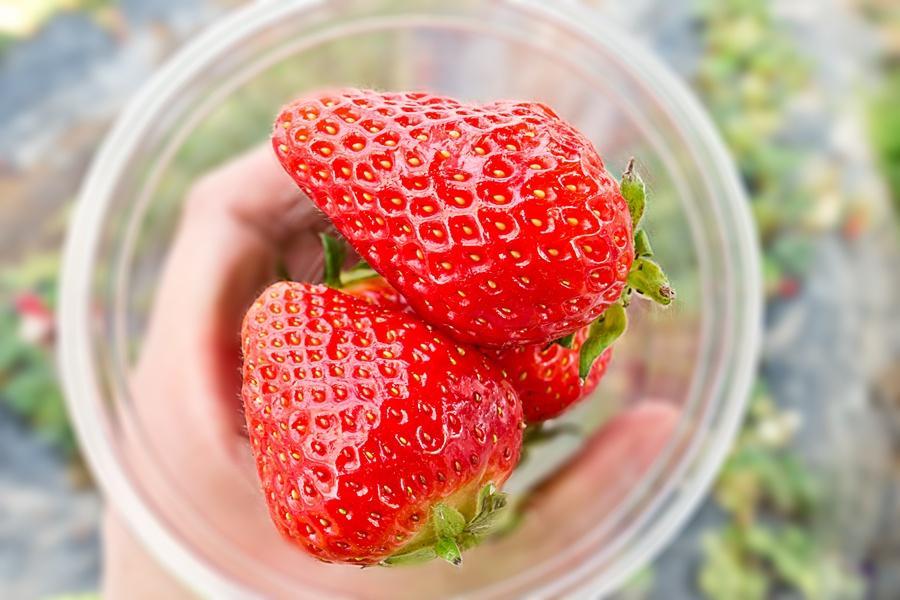 
                                                                        【莓好韓國】愛寶雪之園.滑雪&採草莓體驗.神秘愛妓峰.韓服遊景福宮5日
                                                                        