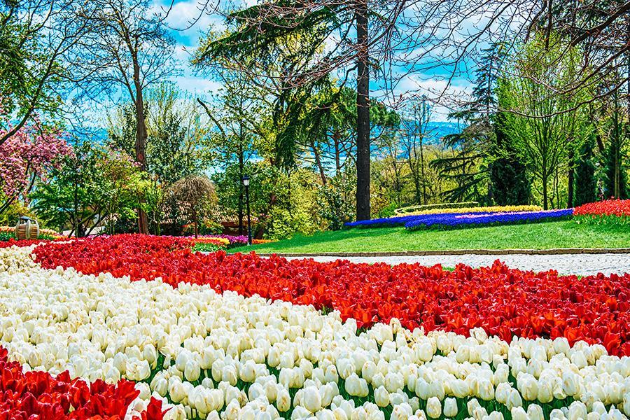 
                                                                        土耳其鬱金香花季
                                                                        