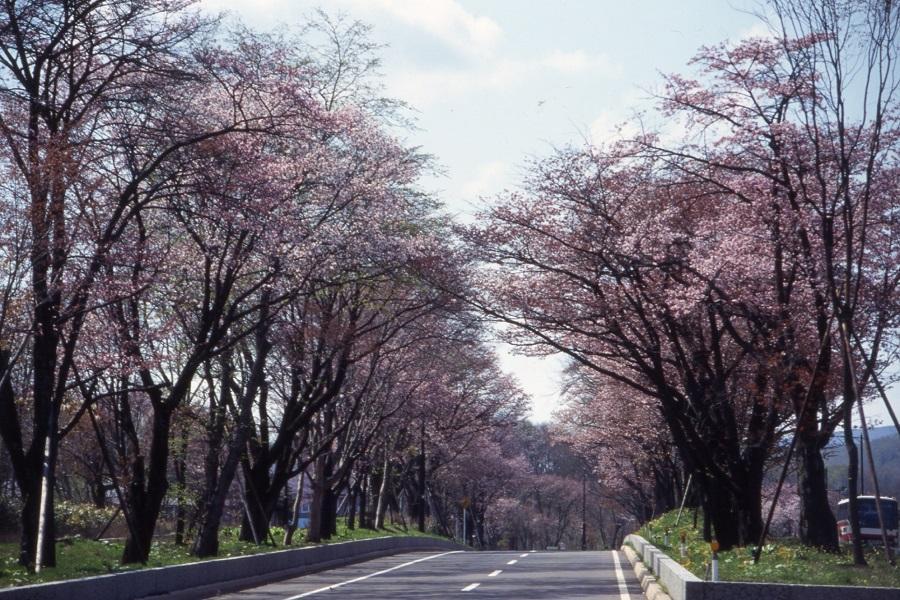 日本| 二十間道路櫻並木介紹、交通地圖、周遭景點、住宿、必買票券總