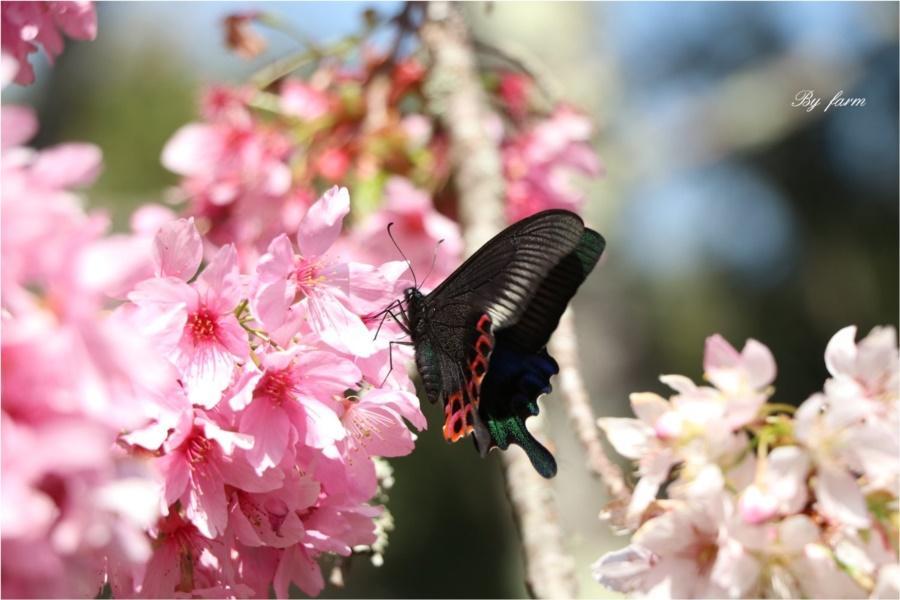
                                                                        臺大山地農場～梅峰春之饗宴、青青草原、清境國民賓館一泊三食二日遊
                                                                        