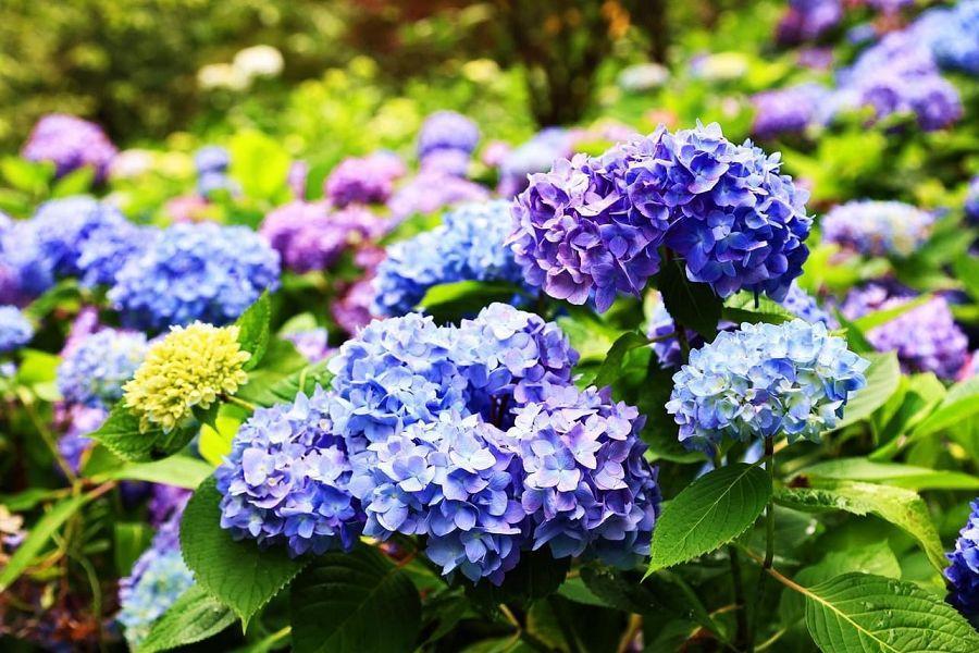 
                                                                                                        【夢中森林】溪頭松林町妖怪村、芬多精杉林溪、大崙山茶園步道孟宗山莊二日
                                                                                                        