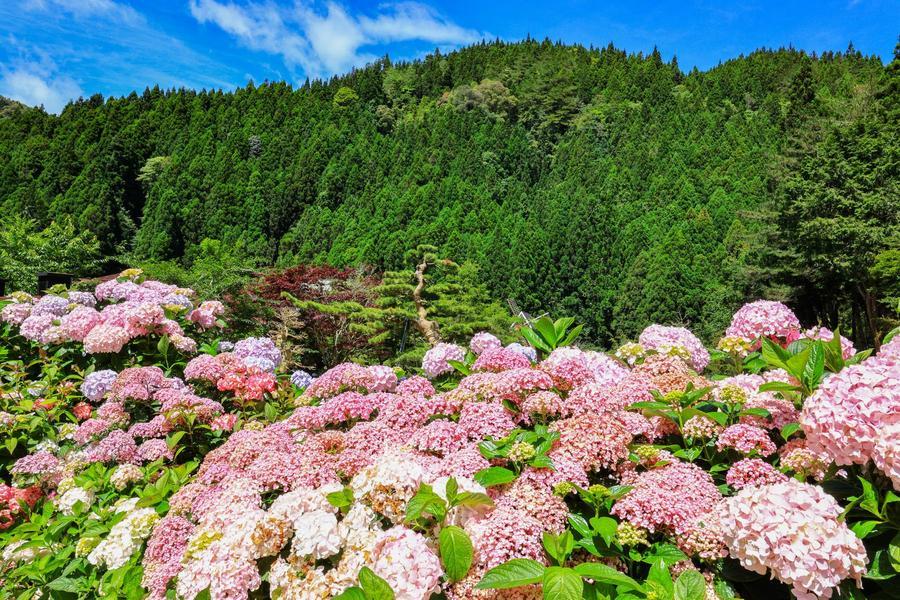 
                                                                                                        苗栗卓也藍染創意蔬食、溪頭孟宗竹海、杉林溪日月潭向山、采寓設計美學三日
                                                                                                        