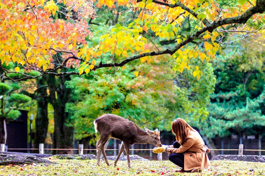 
                                                                                                        奈良公園
                                                                                                        