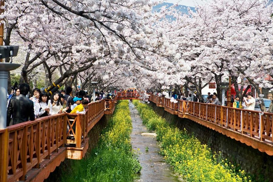 
                                                                        韓國釜山鎮海賞櫻
                                                                        