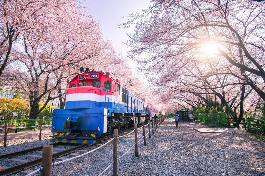 
                                                                                                        【鎮海賞櫻】蔚山仙岩湖、余佐川羅曼史、海雲台海濱列車.長腳蟹美食5日
                                                                                                        