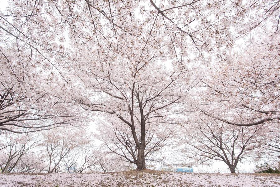 
                                                                        蔚藍海岸釜山～跑跑卡丁車、水族館、彩色天空艙、汗蒸幕、巨濟單軌列車6日
                                                                        