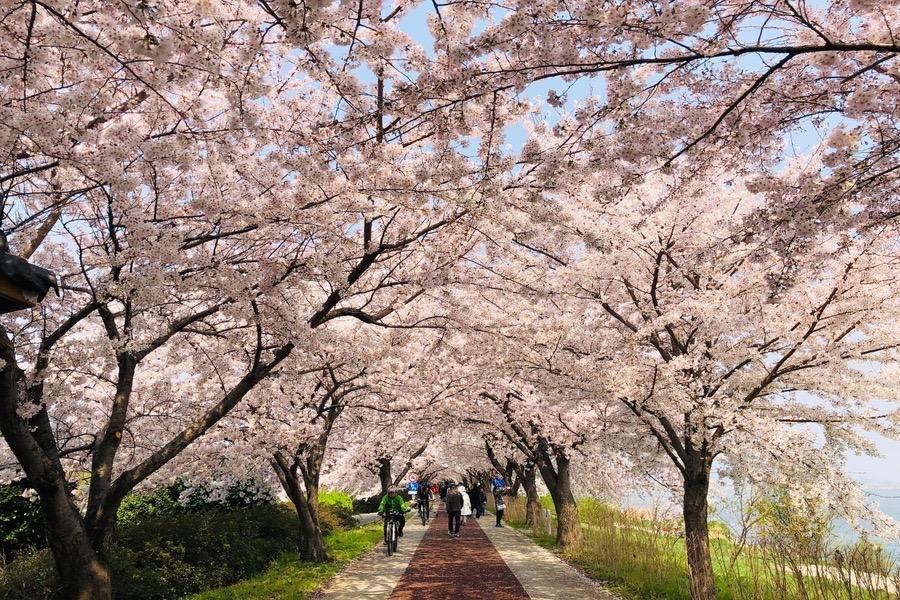
                                                                        【櫻花戀釜山】櫻花隧道&油菜花海 、洛東江鐵道自行車、跑跑卡丁車、海景膠囊列車、一站彩妝4日
                                                                        