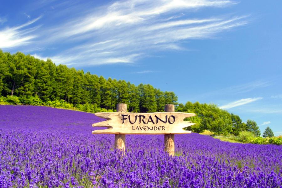 
                                                                        北海道富良野薰衣草
                                                                        