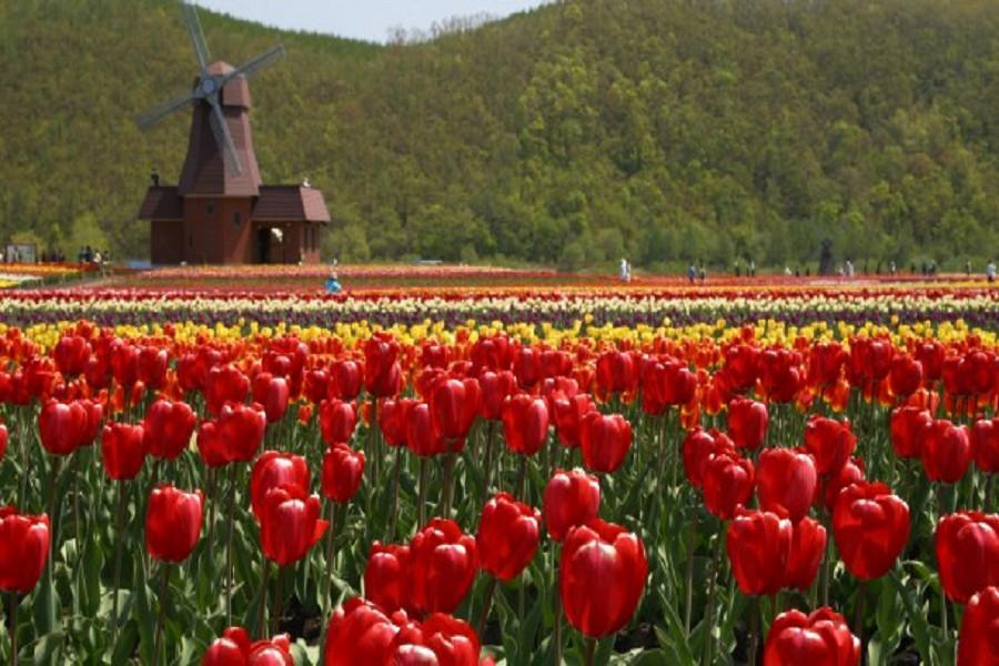 
                                                                        【典藏北國之芝櫻鶴雅】繽紛芝櫻、鬱金花海、海豹中心、和牛螃蟹、道東五日
                                                                        