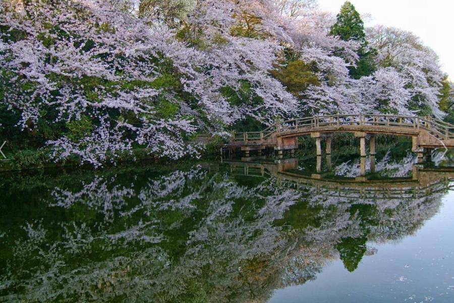 日本 高岡古城公園介紹 交通地圖 周遭景點 住宿 必買票券總整理 東南旅遊