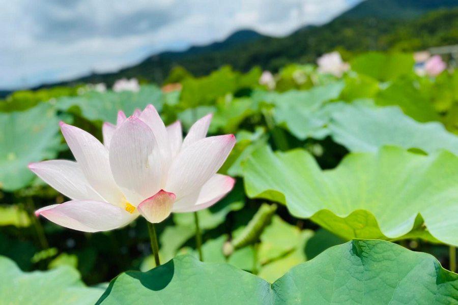 
                                                                                                        【期待出國】戀戀雙溪荷所在、山城威尼斯雙溪老街、升等煙波湖濱館二日遊
                                                                                                        