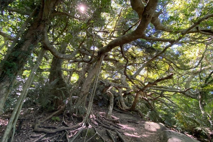 【台北出發】賓士車~台東山海戀～漂鳥197大地藝術季、鸞山部落、桂田喜來登三日遊