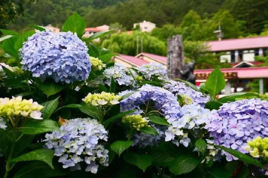 台中 武陵繡球花季 山嵐風光 福壽山 梨山 武陵農場三日遊 國內旅遊 東南旅遊