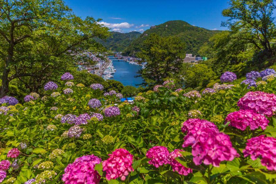 萬紫千紅 紫陽花賞限定 下田花祭 鎌倉長谷寺 日比谷中城 關東5日 國外團體旅遊 東南旅遊網