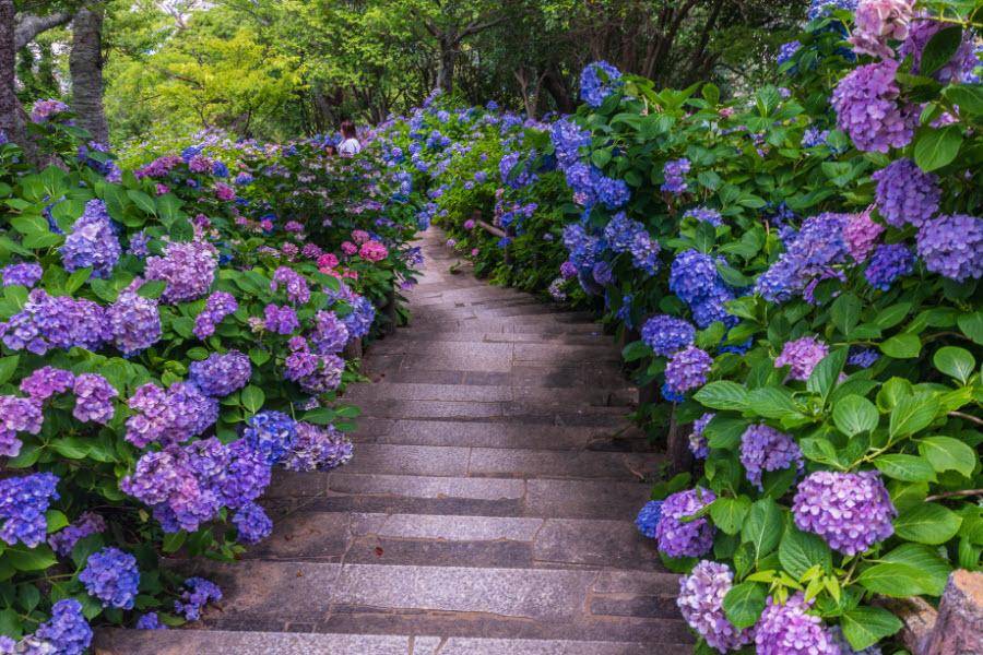 萬紫千紅 紫陽花賞限定 下田花祭 鎌倉長谷寺 日比谷中城 關東5日 國外團體旅遊 東南旅遊網