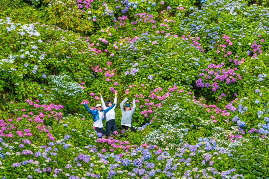萬紫千紅 紫陽花賞限定 下田花祭 鎌倉長谷寺 日比谷中城 關東5日 國外團體旅遊 東南旅遊網