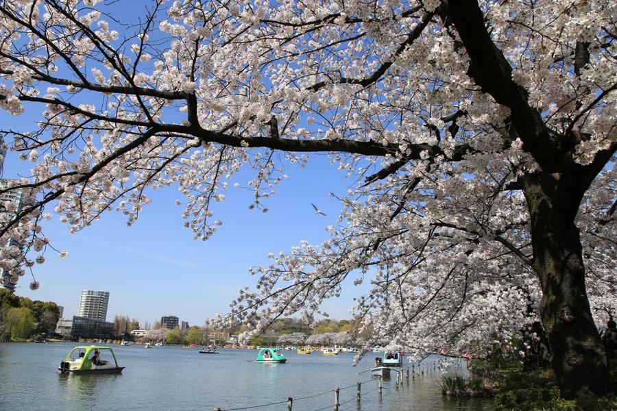 
                                                                        東京上野恩賜公園
                                                                        