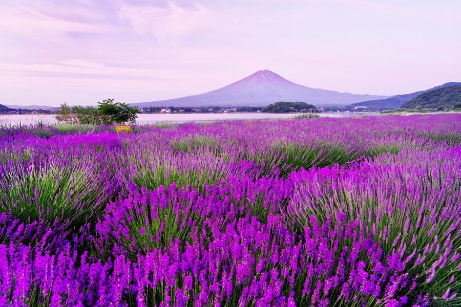 
                                                                        日本富士山河口湖薰衣草祭
                                                                        