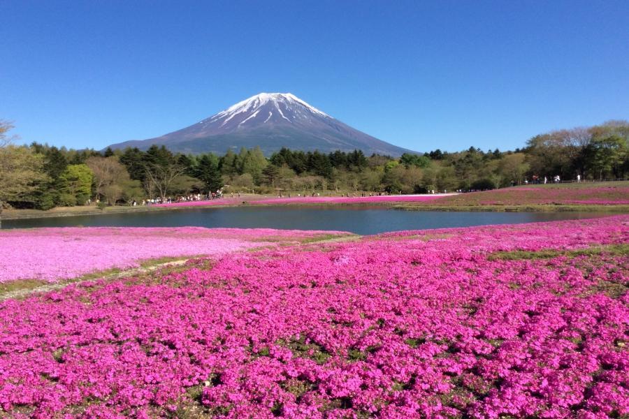 
                                                                                                        【紫藤花瘋迷】芝櫻季、採果、萌木之村、螃蟹美食、輕井澤冰淇淋、溫泉5日
                                                                                                        